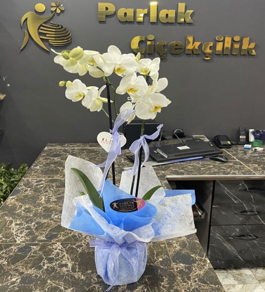 Bayrampaşa Çiçekçi Çift Dallı Beyaz Orkide