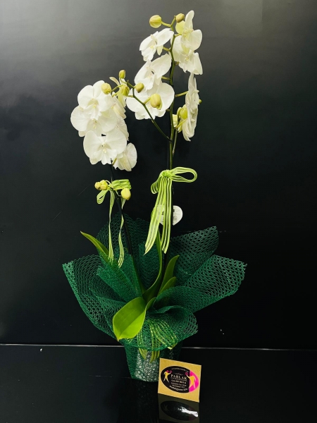 Çift Dallı İthal Beyaz Orkide Aranjmanı