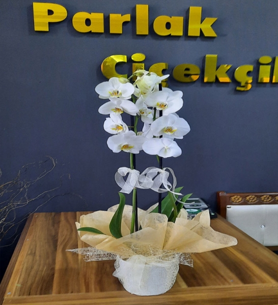 Bayrampaşa Çiçekçi Çift Dallı Beyaz Orkide